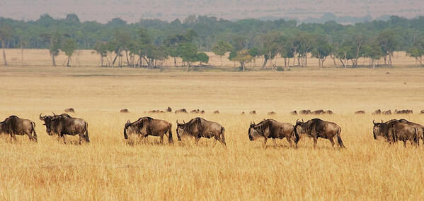 Kenya Art Print featuring the photograph Migration Of Wildebeest by Diane Levit / Design Pics