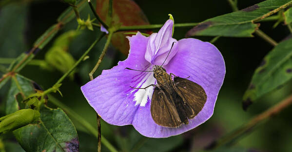 Nature Art Print featuring the photograph Moth On A Purple Flower by Michael Whitaker