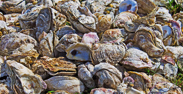 Oyster Art Print featuring the photograph Oysters 02 by Melissa Fae Sherbon