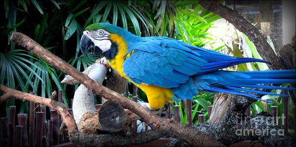 Parrot Art Print featuring the photograph Blue Yellow Macaw. Bird. Collection by Oksana Semenchenko