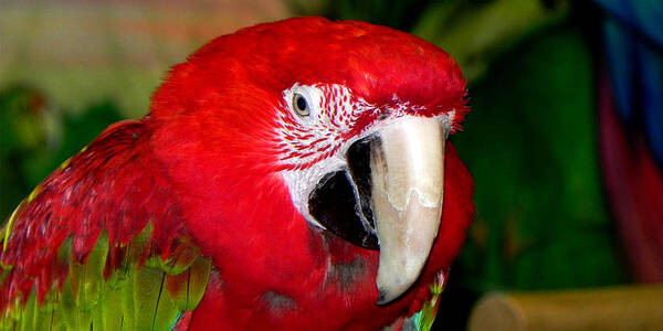 Scarlet Macaw Art Print featuring the photograph Scarlet Macaw by Bill Swartwout