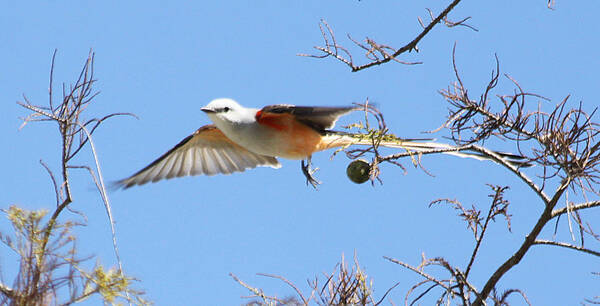 Scissor Tail Flycatcher Art Print featuring the photograph Scissor Tail Flycatcher by Dart Humeston