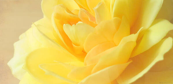 Rose Art Print featuring the photograph Soft Yellow Rose by Deborah Smith