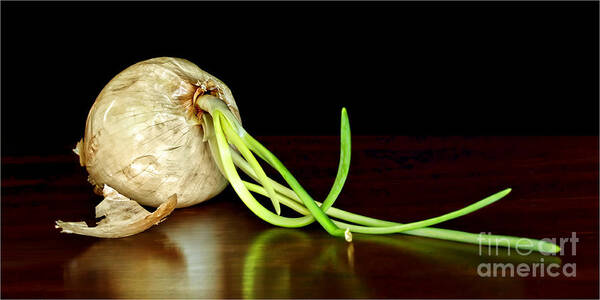 Onion Art Print featuring the photograph Soupe du Jour by Nikolyn McDonald