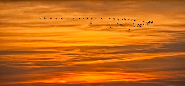 Canadian Geese Art Print featuring the photograph Sunrise Flight by David Kay