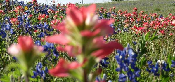 Texas Hill Country Art Print featuring the photograph Texas Beauties by David Norman