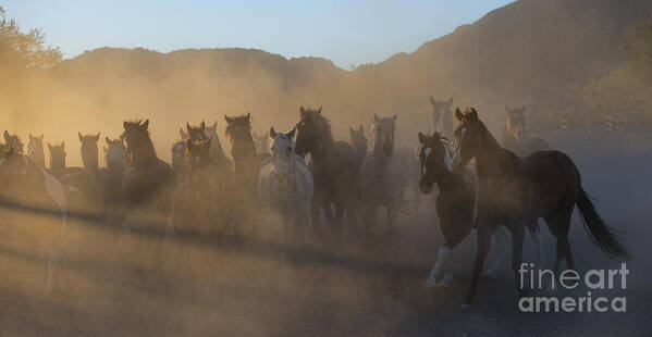 Horses Art Print featuring the photograph The Morning Run by Sandra Bronstein