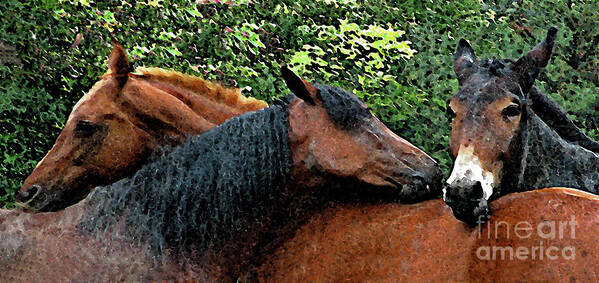 Horse Art Print featuring the photograph Threes a Crowd by Deborah Johnson