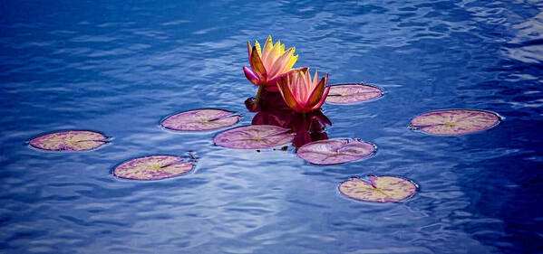 Water Lilies Art Print featuring the photograph Water Lilies by Her Arts Desire