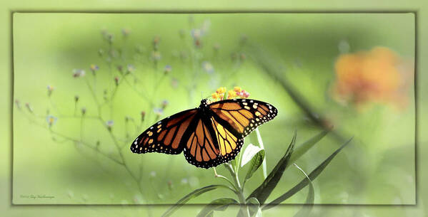 Monarch Photograph Print Art Print featuring the photograph Wings In Soft Green by Lucy VanSwearingen