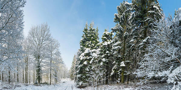 Scenics Art Print featuring the photograph Winter Forest Snowy Trees Crisp White by Fotovoyager