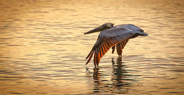 Pelican Art Print featuring the photograph Pelican At Sunset by Bill Martin