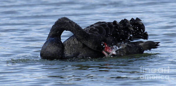 Black Swan Art Print featuring the photograph Black Swan Australia #1 by Bob Christopher