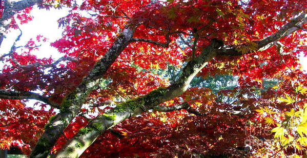 Japanese Red Maple Tree Art Print featuring the photograph Beneath Your Glory by Rory Siegel
