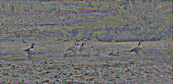 Canadian Geese Art Print featuring the painting Canadian Geese and Babys by Michael Mrozik