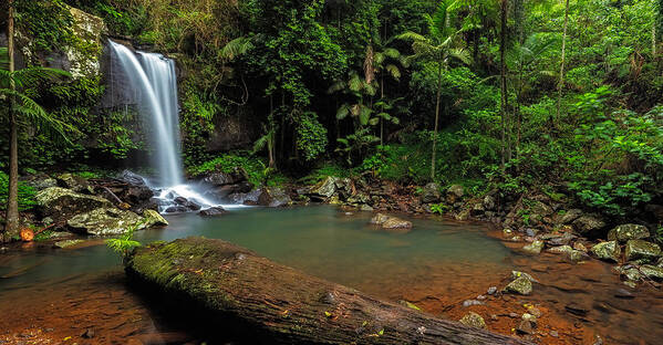 Panorama Art Print featuring the photograph Curtis Falls - Mt Tamborine by Mark Lucey