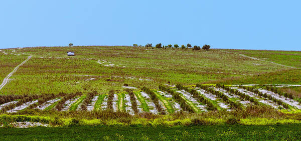 Agriculture Art Print featuring the photograph Green hills by Michael Goyberg