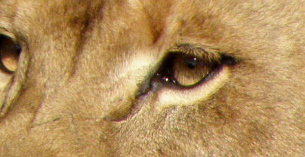 Lion Art Print featuring the photograph Lioness Eyes by Kim Galluzzo