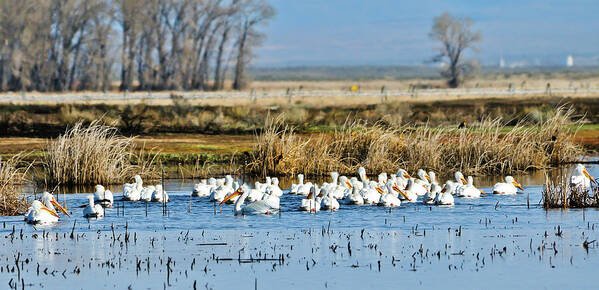 Pelicans Art Print featuring the photograph Pelican Convention by Greg Norrell