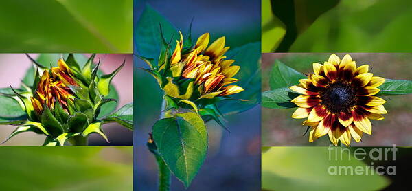 Sunflower Art Print featuring the photograph Sunflower Trilogy by Gwyn Newcombe