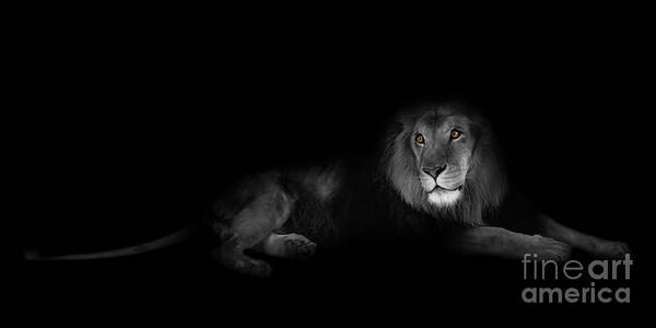 Lion Art Print featuring the photograph Lion Portrait by Olga Hamilton