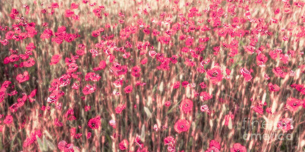 Abstract Art Print featuring the photograph A Summer Full Of Poppies #1 by Hannes Cmarits