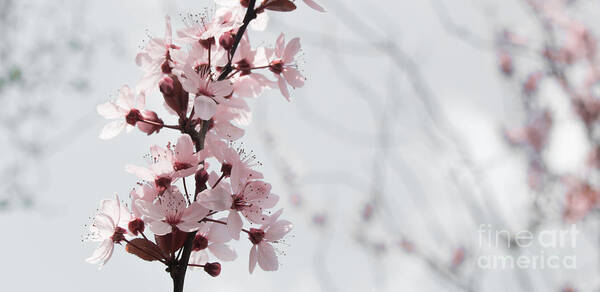 Cherry Art Print featuring the photograph Cherry Blossom #1 by Amanda Mohler