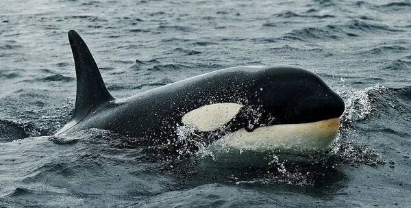 Orca Art Print featuring the photograph Orca #1 by Mariel Mcmeeking