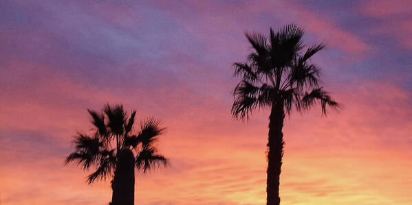 Sunrise Art Print featuring the photograph Silhouetted Palm Trees #1 by Robert Bales