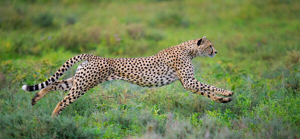 Photography Art Print featuring the photograph Cheetah Acinonyx Jubatus Hunting #2 by Panoramic Images