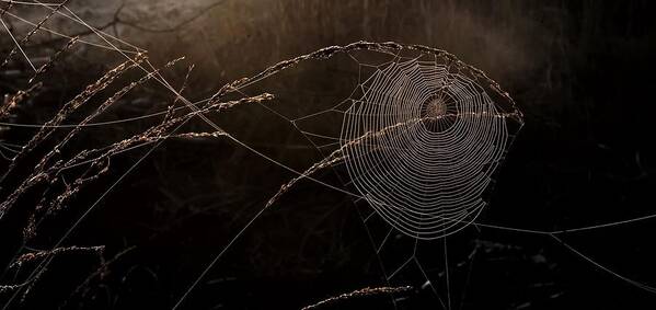 Spider Web Art Print featuring the digital art Spider Web #2 by Maye Loeser