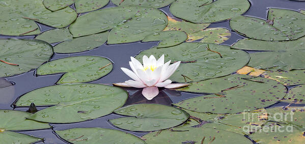 White Art Print featuring the photograph Water lily in the pond #6 by Odon Czintos