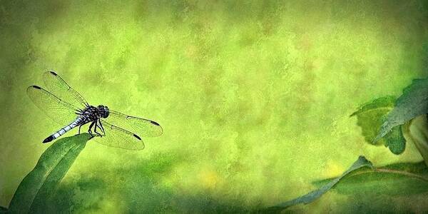 Dragonfly Art Print featuring the photograph A Day In The Swamp by Mark Fuller