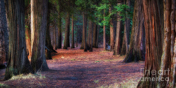 Yosemite National Park Art Print featuring the photograph A Path of Redwoods by Anthony Michael Bonafede