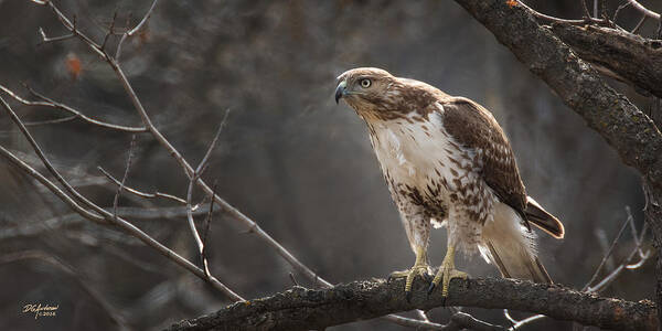 Red Tail Hawk Art Print featuring the photograph Alert and ready by Don Anderson