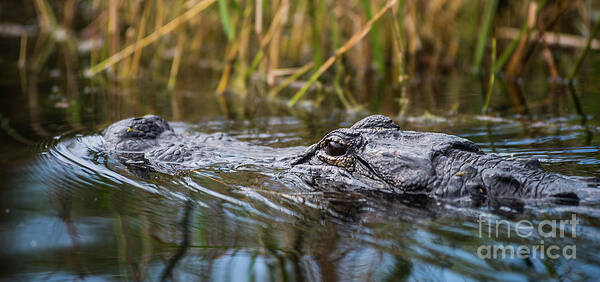 Loxahatchee Art Print featuring the photograph Alligator closeup-2-0600 by Steve Somerville