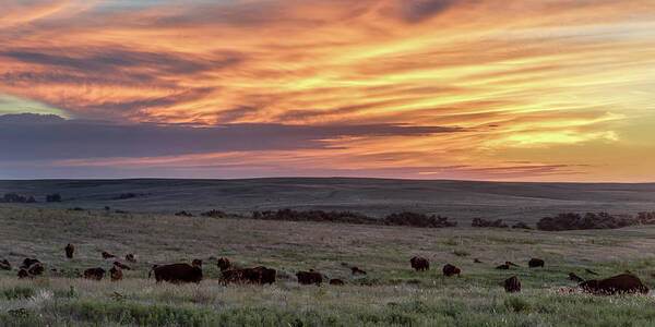 Kansas Art Print featuring the photograph Bison at Sunrise by Rob Graham