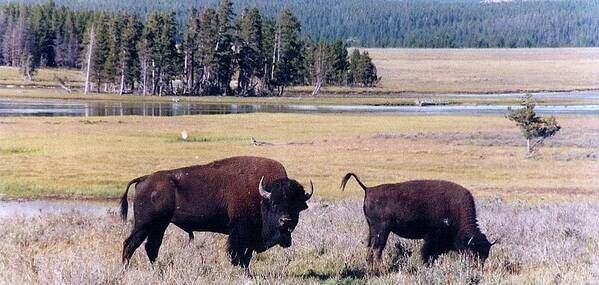 Bison Art Print featuring the photograph Bison in Yellowstone by Jerry Battle