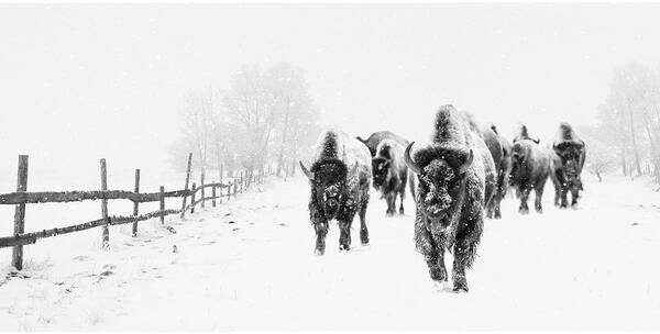 Bison Art Print featuring the photograph Bison on the Run by Andrea Kollo