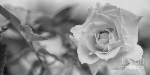 Black And White Art Print featuring the photograph Black and White Rose by Olga Hamilton