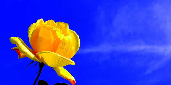 Rose Art Print featuring the photograph Blue Sky Rose by Guy Pettingell