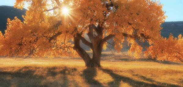 Western Art Print featuring the photograph Boxelder's Autumn Tree by Amanda Smith