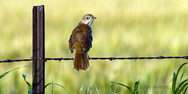 Brown Thrasher Art Print featuring the photograph Brown Thrasher by Don Durfee