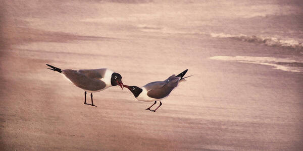 Laughing Gulls Art Print featuring the photograph Courtship Dance of the Laughing Gull by Leda Robertson