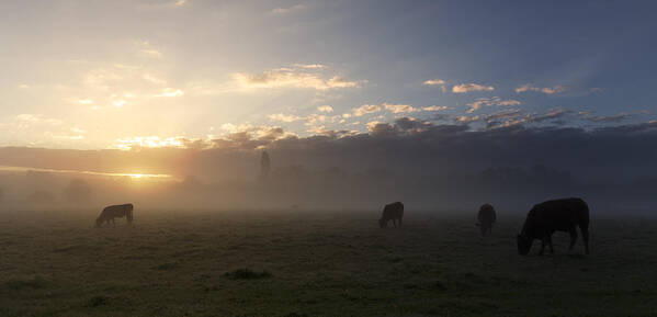 Sudbury Art Print featuring the photograph Cows in the mist by Ian Merton