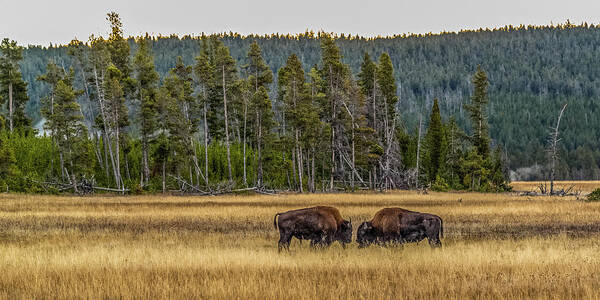 Bison Art Print featuring the photograph Decision At Dawn by Yeates Photography