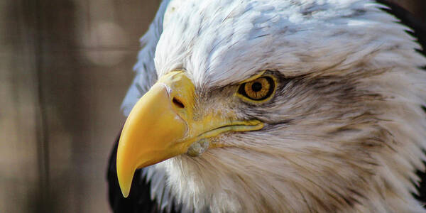 Bald Eagle Art Print featuring the photograph Eagle Eye by Holly Ross