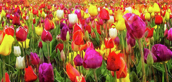Field Of Tulips Art Print featuring the photograph Field Of Tulips by Thom Zehrfeld