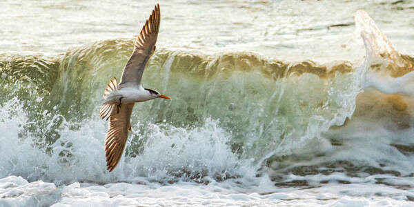 Seagull Art Print featuring the photograph Fishing the Surf by Don Durfee