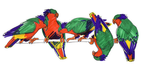 Birds Art Print featuring the drawing Five Rimatara Lorikeets by Judith Kunzle